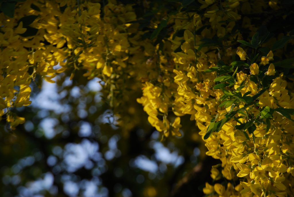 Photo of soft sunlight on yellow flowers.
