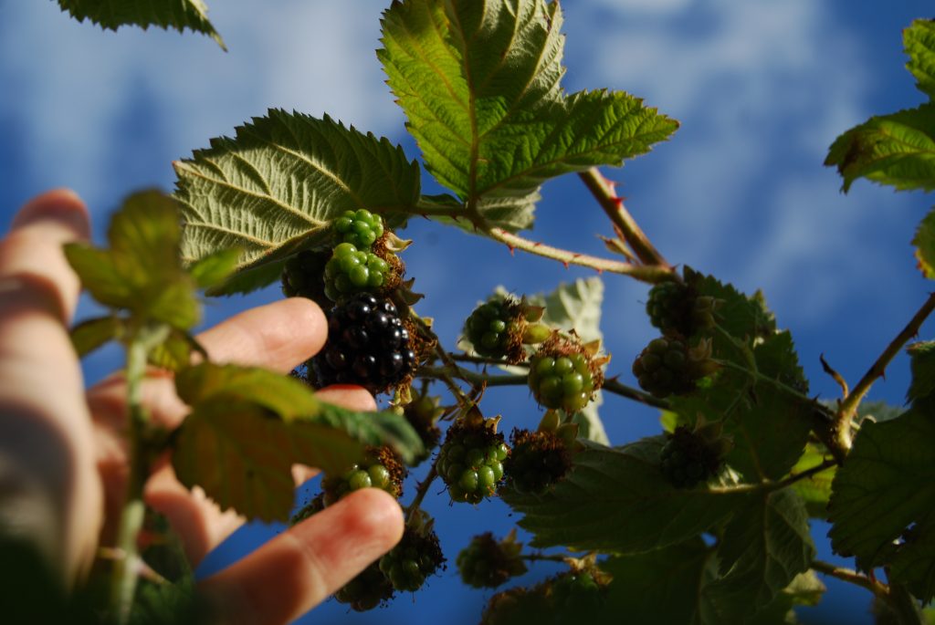Photograph of a hand reaching up into a blackberry bush with a blue sky behind.