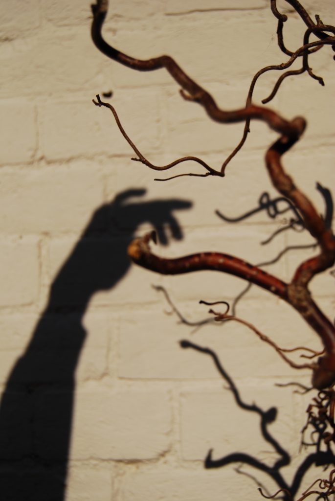 Photograph showing the shadow of a hand hooked over a twisted branch.