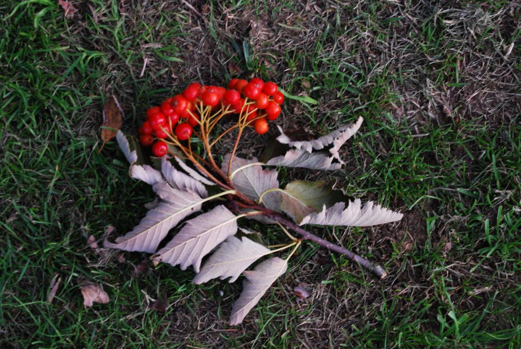Berries laying on the floor, still attached to a short twig and white wilted leaves.