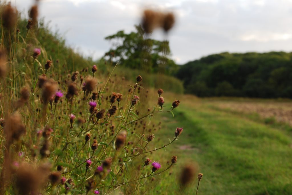 Digital photo of purple thistle flowers lining the edge of a public foot path along a field. Some flowers are blurred close to the camera and the trees are slightly unfocused, softened at the edges in the distance.