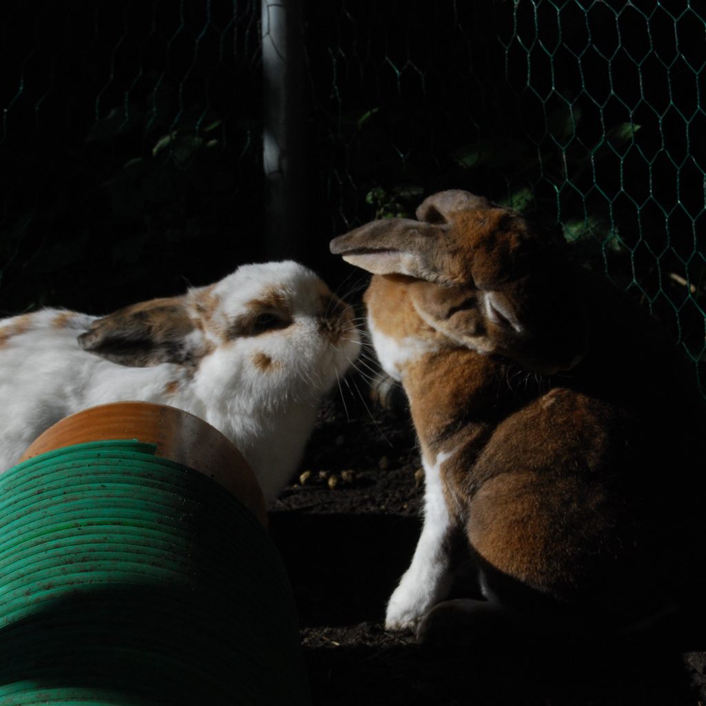 A photo of two rabbits, one white with brown markings and one brown with white markings. The white one is reaching out to the brown one.