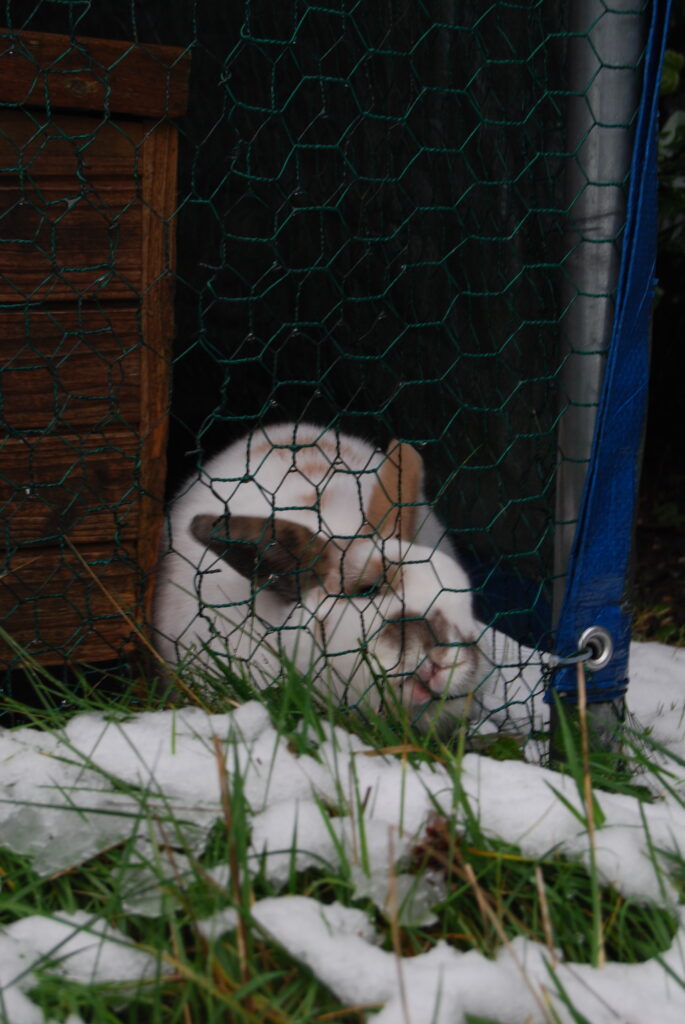 A white rabbit tries to eat grass through the cage wire.