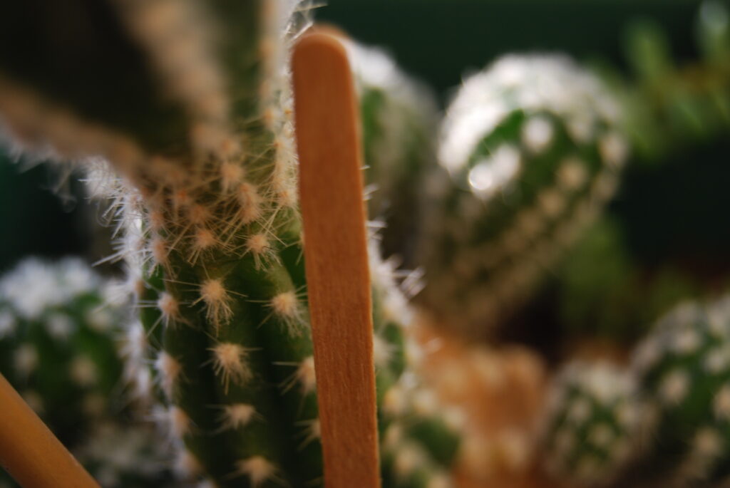 A close up photograph of a cactus plant.
